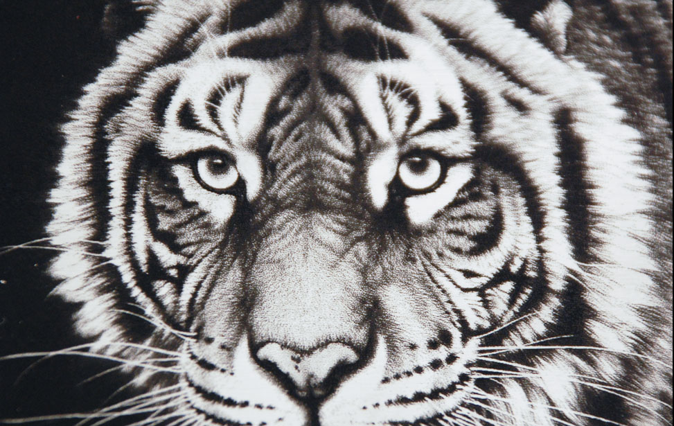 laser engraved tiger photo anodized aluminum